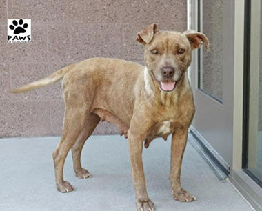Adopt-A-Pet
